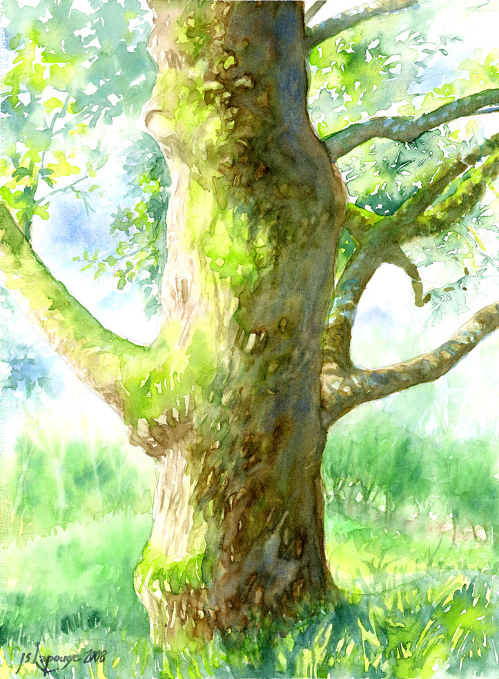 aquarelle tronc d'un vieil arbre