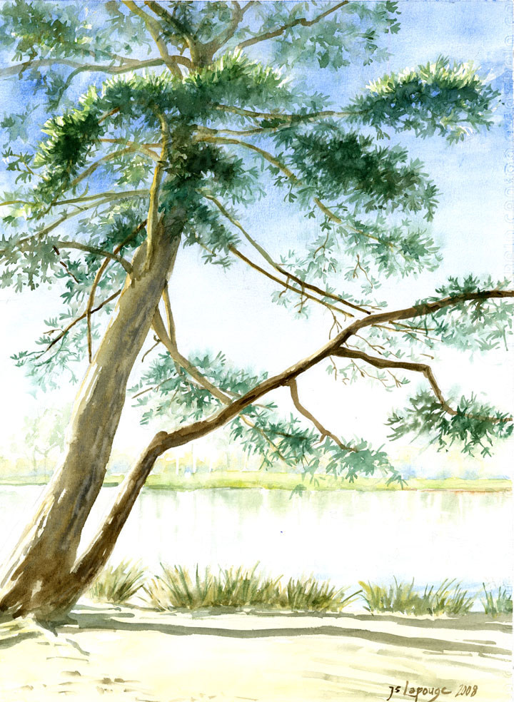 watercolors,pine lakeside park Vincennes