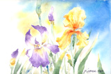 aquarelle, fleurs, Iris